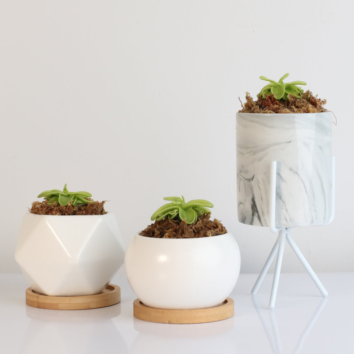 Pinguicula Butterwort