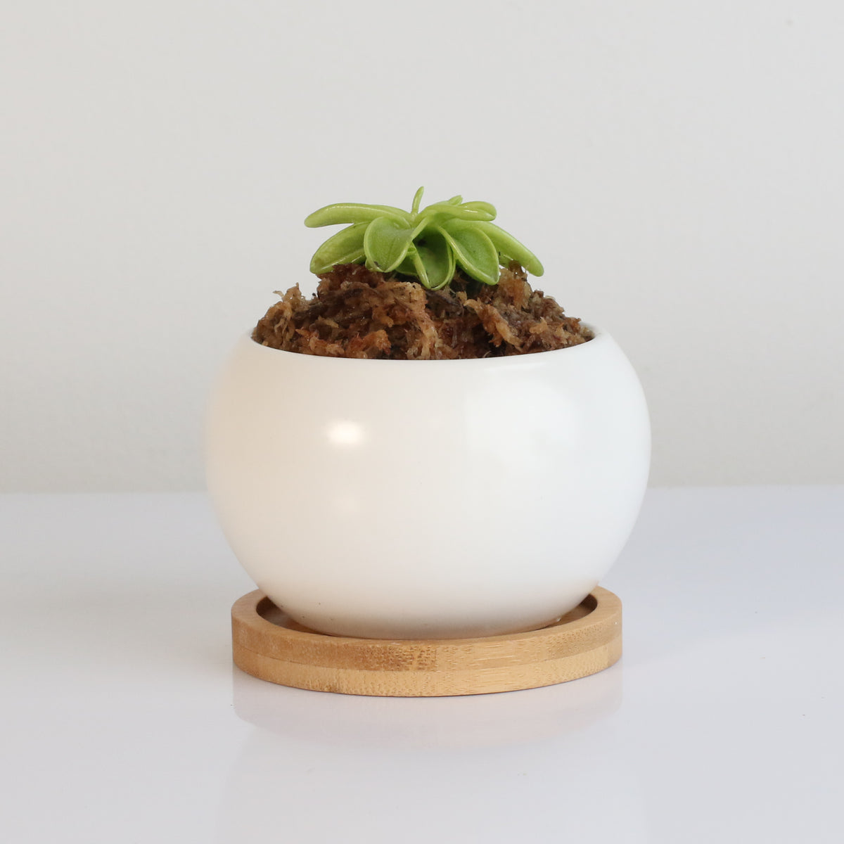 Pinguicula Butterwort