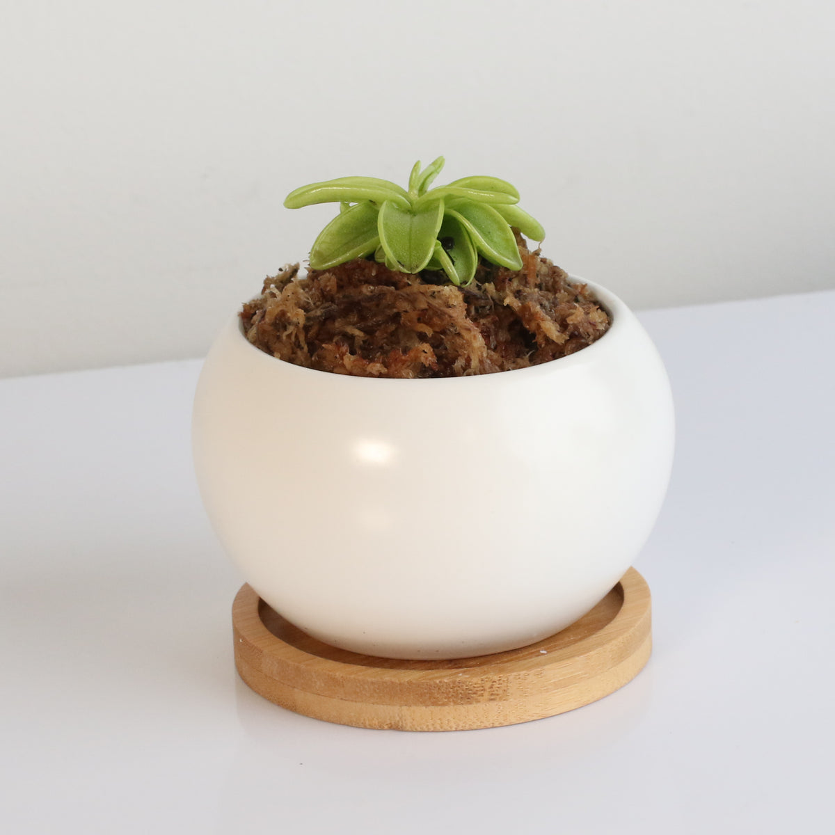 Pinguicula Butterwort