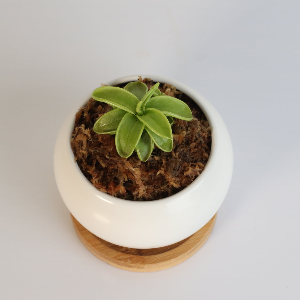 Pinguicula Butterwort