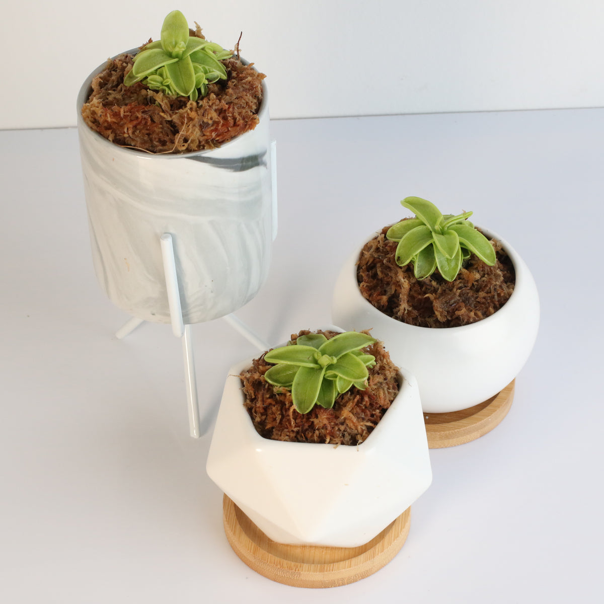 Pinguicula Butterwort