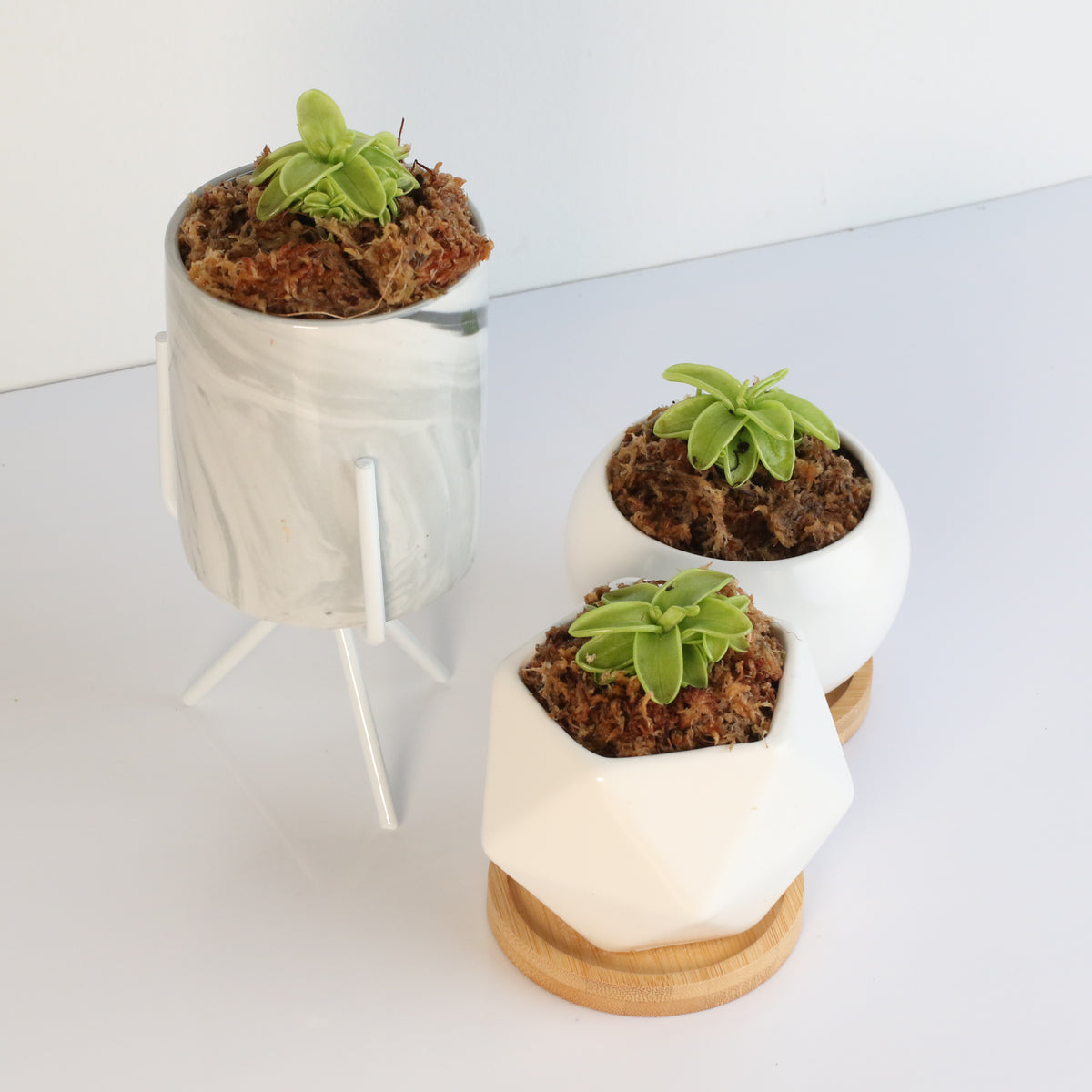 Pinguicula Butterwort