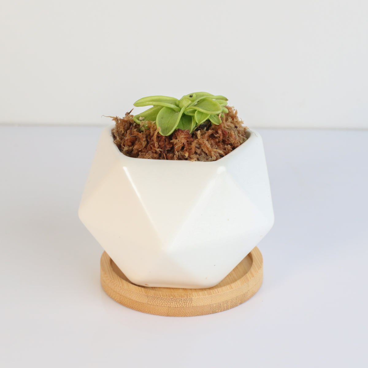 Pinguicula Butterwort