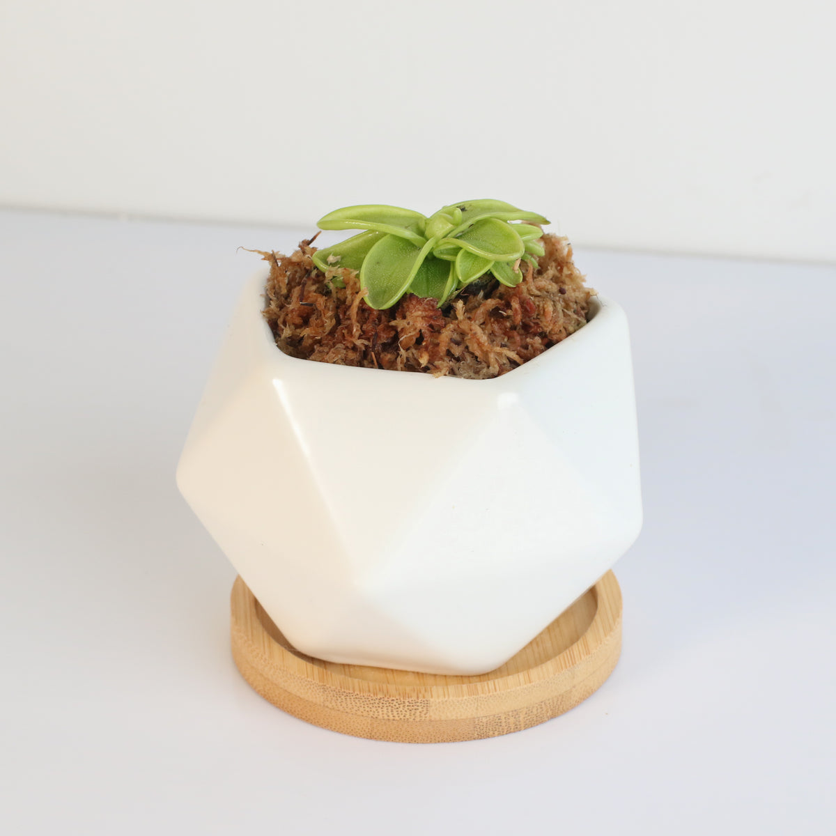 Pinguicula Butterwort