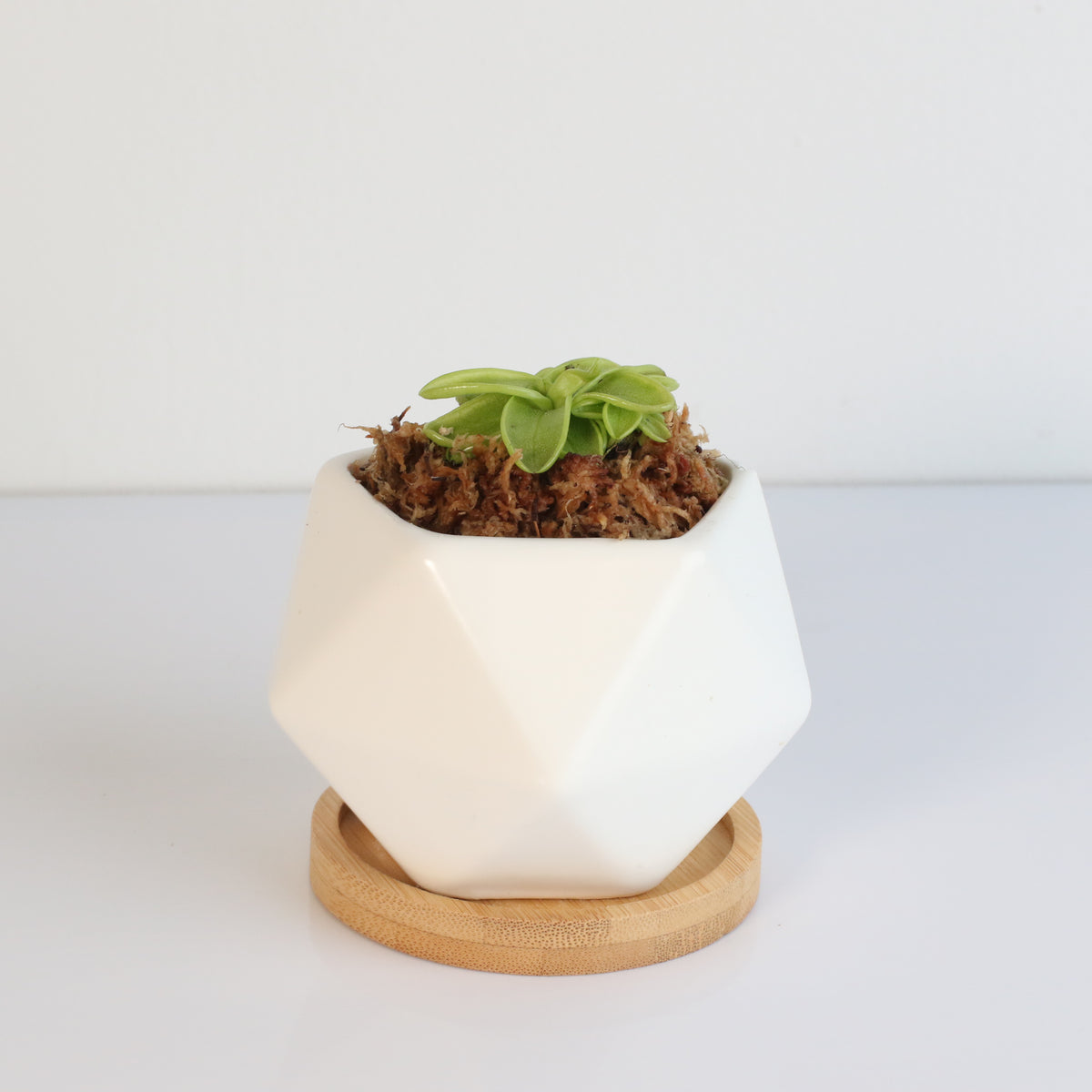 Pinguicula Butterwort