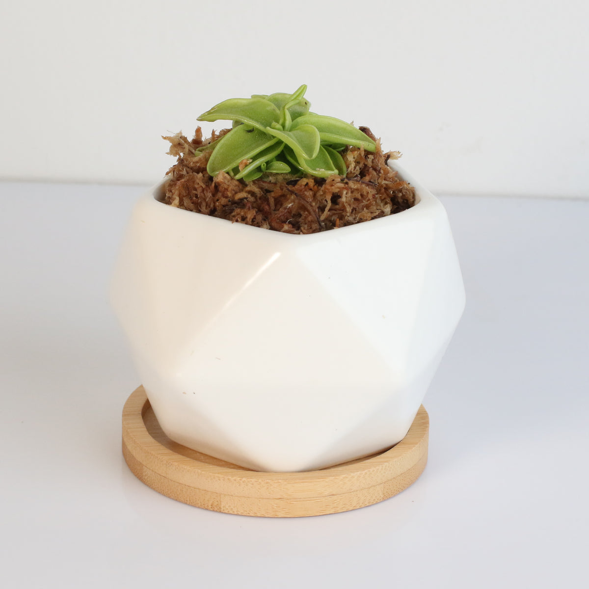 Pinguicula Butterwort