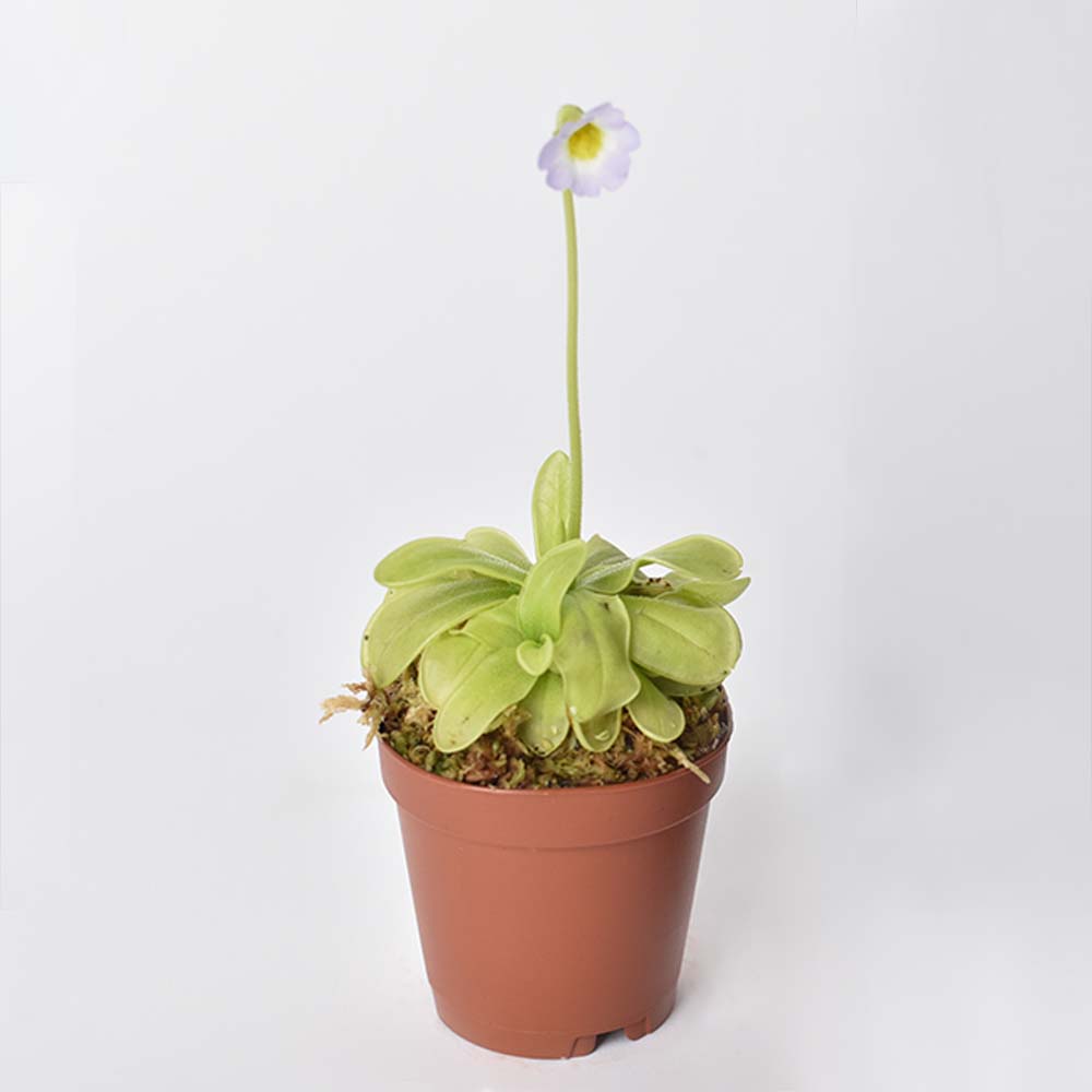 Pinguicula Butterwort