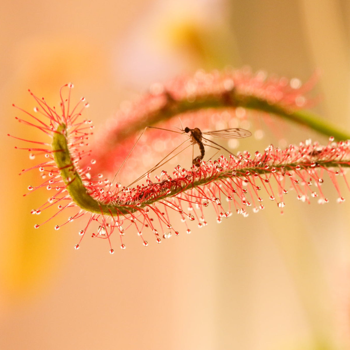 Cape Sundew Drosera Capensis Carnivorous Plant