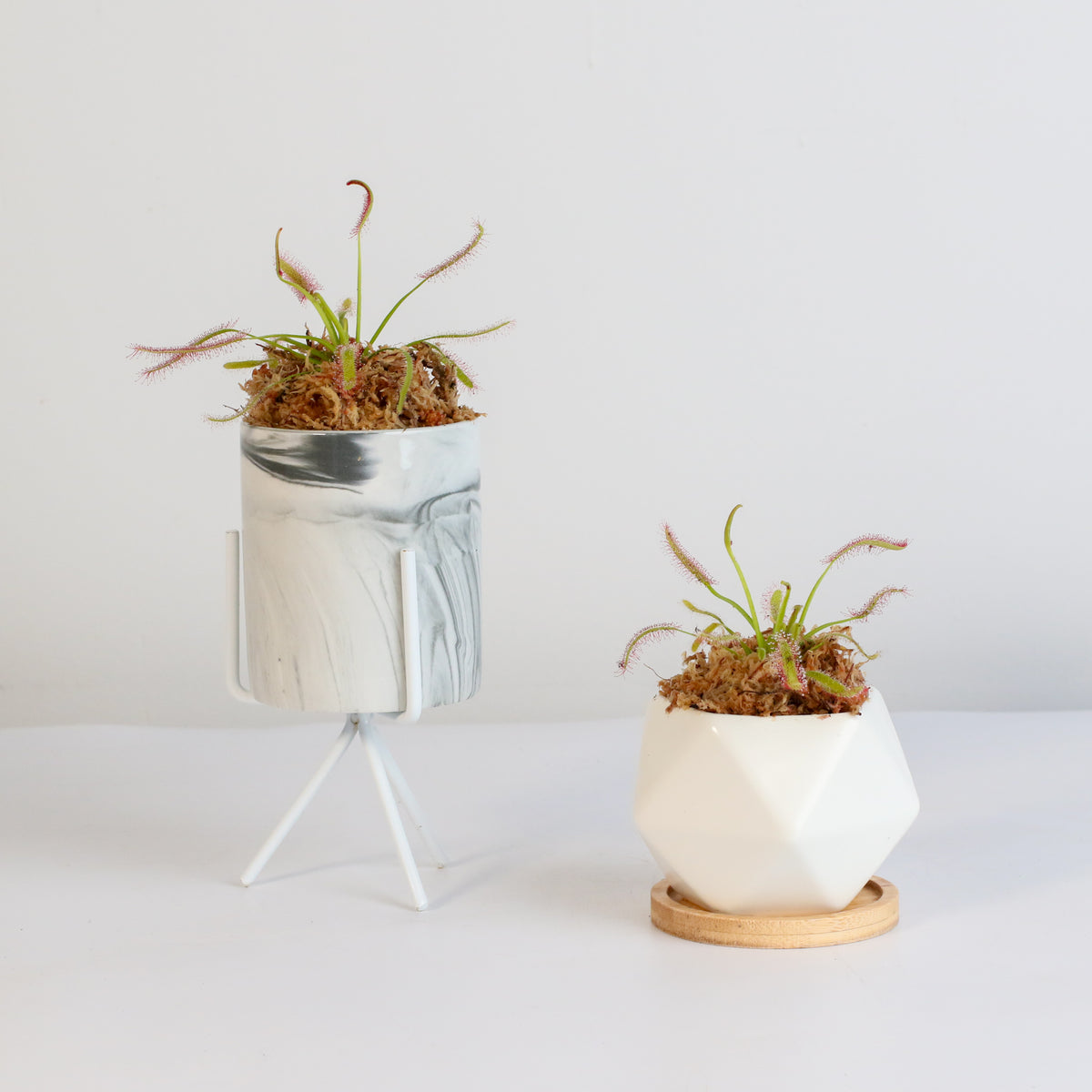 Cape Sundew Drosera Capensis Carnivorous Plant