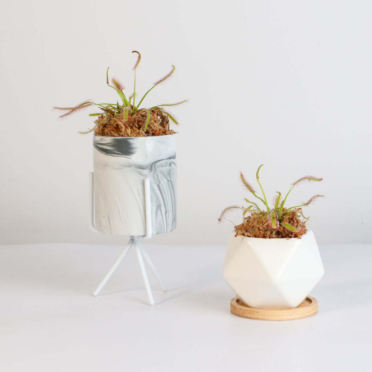 Cape Sundew Drosera Capensis Carnivorous Plant