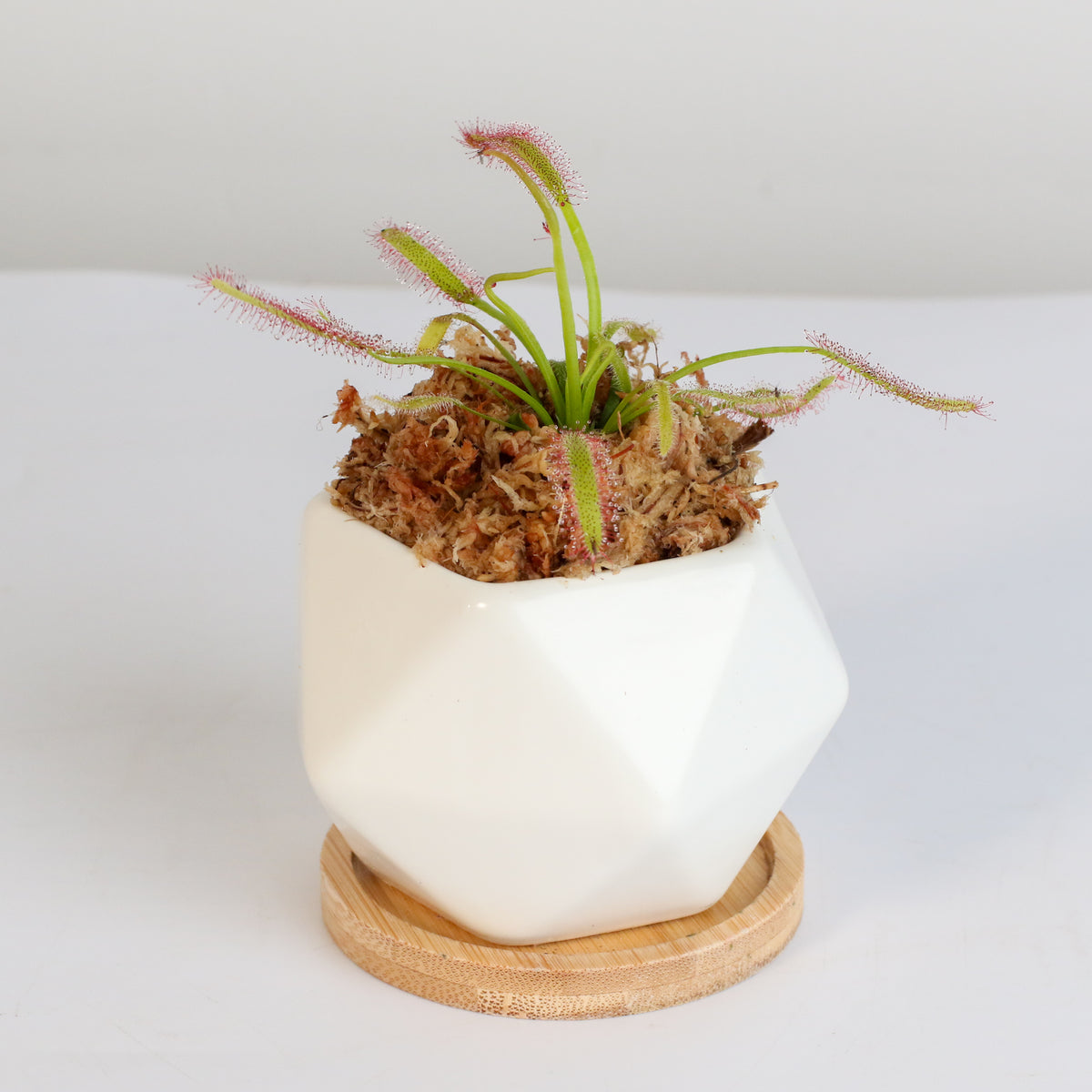 Cape Sundew Drosera Capensis Carnivorous Plant