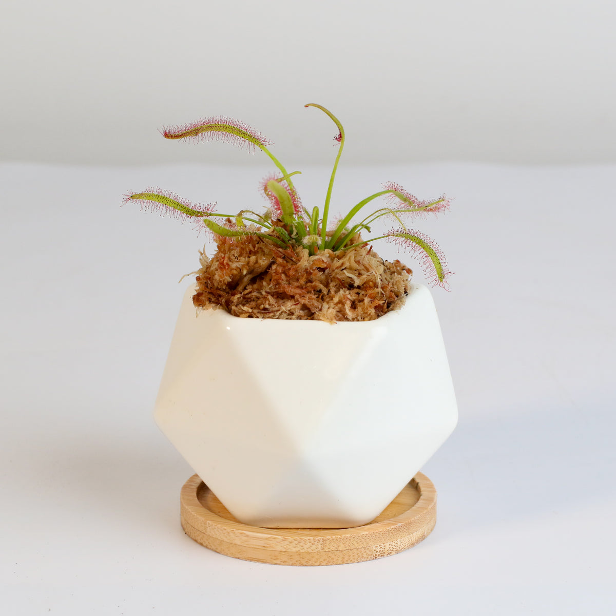 Cape Sundew Drosera Capensis Carnivorous Plant