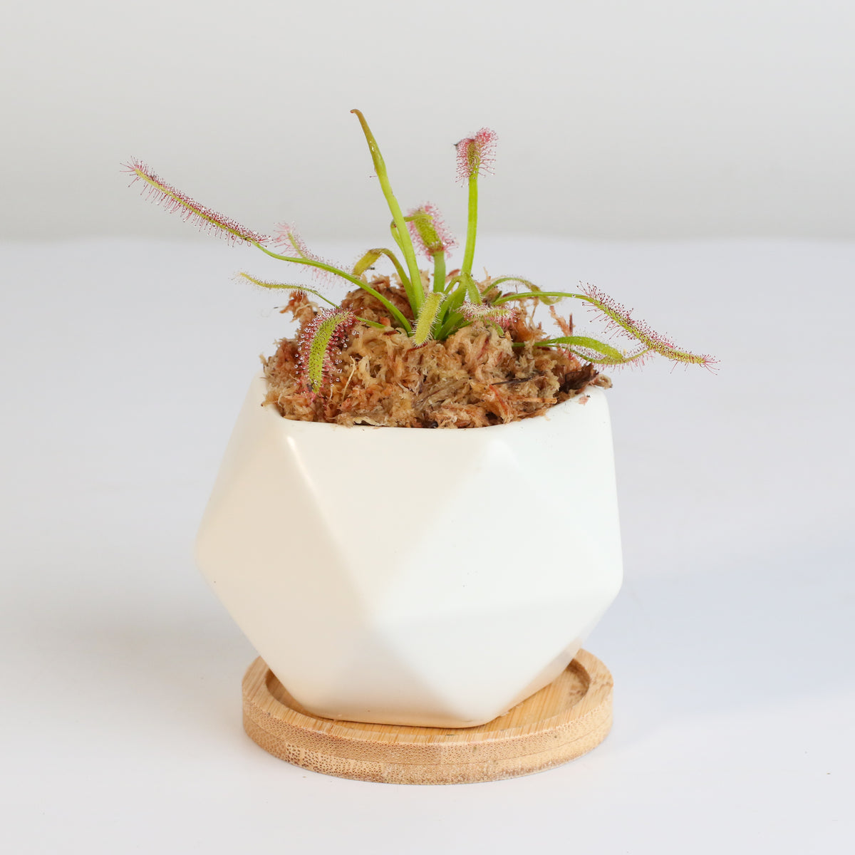 Cape Sundew Drosera Capensis Carnivorous Plant