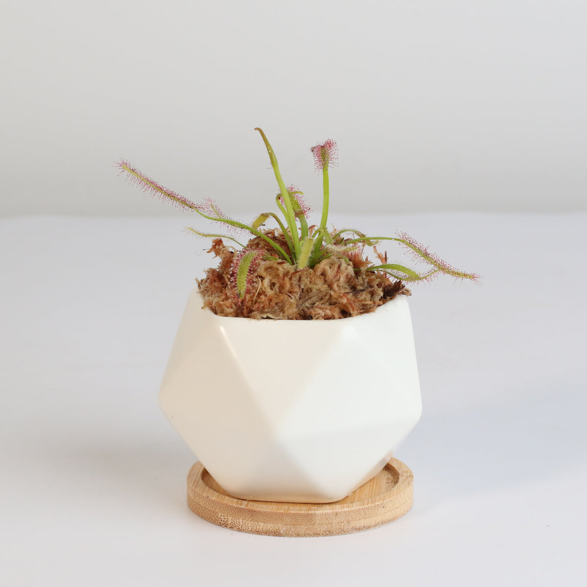 Cape Sundew Drosera Capensis Carnivorous Plant