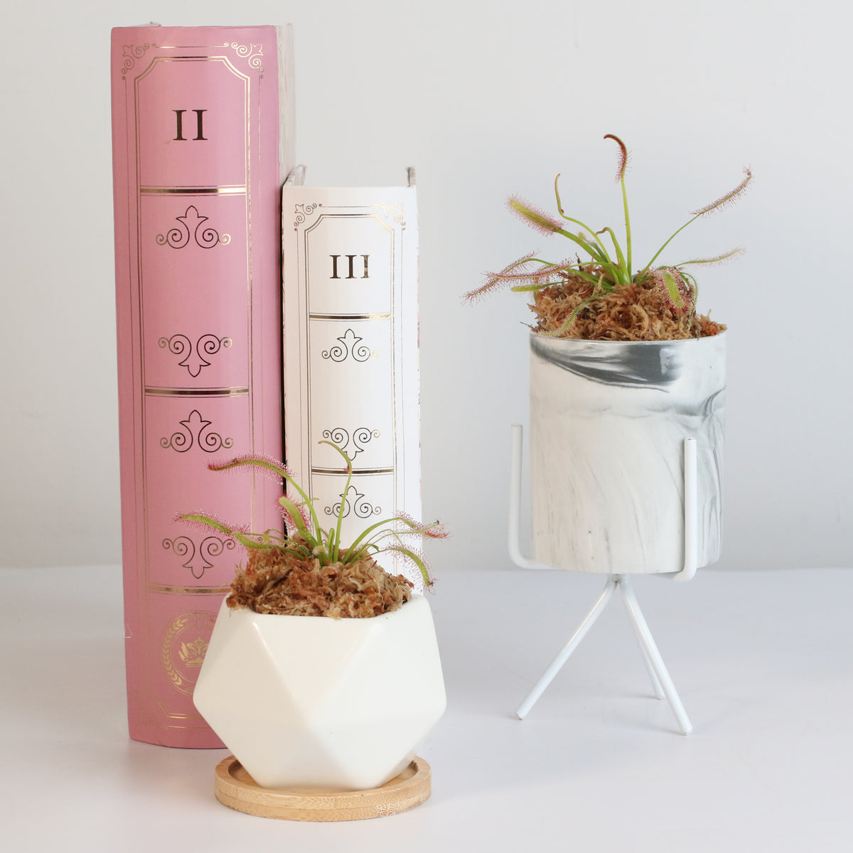 Cape Sundew Drosera Capensis Carnivorous Plant