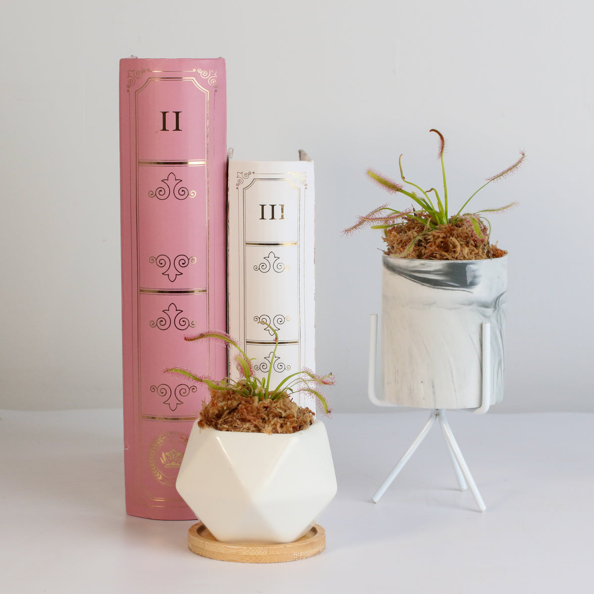 Cape Sundew Drosera Capensis Carnivorous Plant