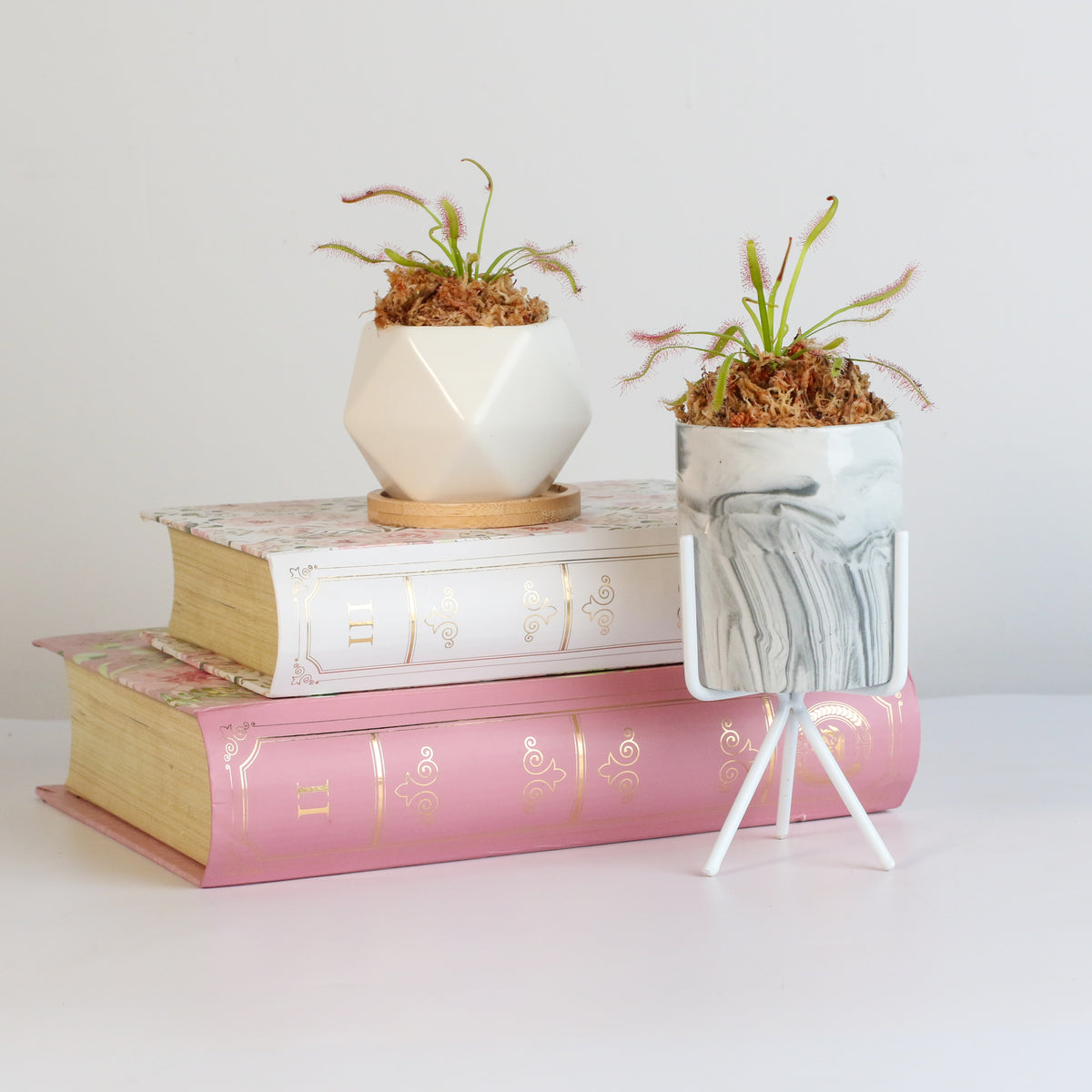 Cape Sundew Drosera Capensis Carnivorous Plant