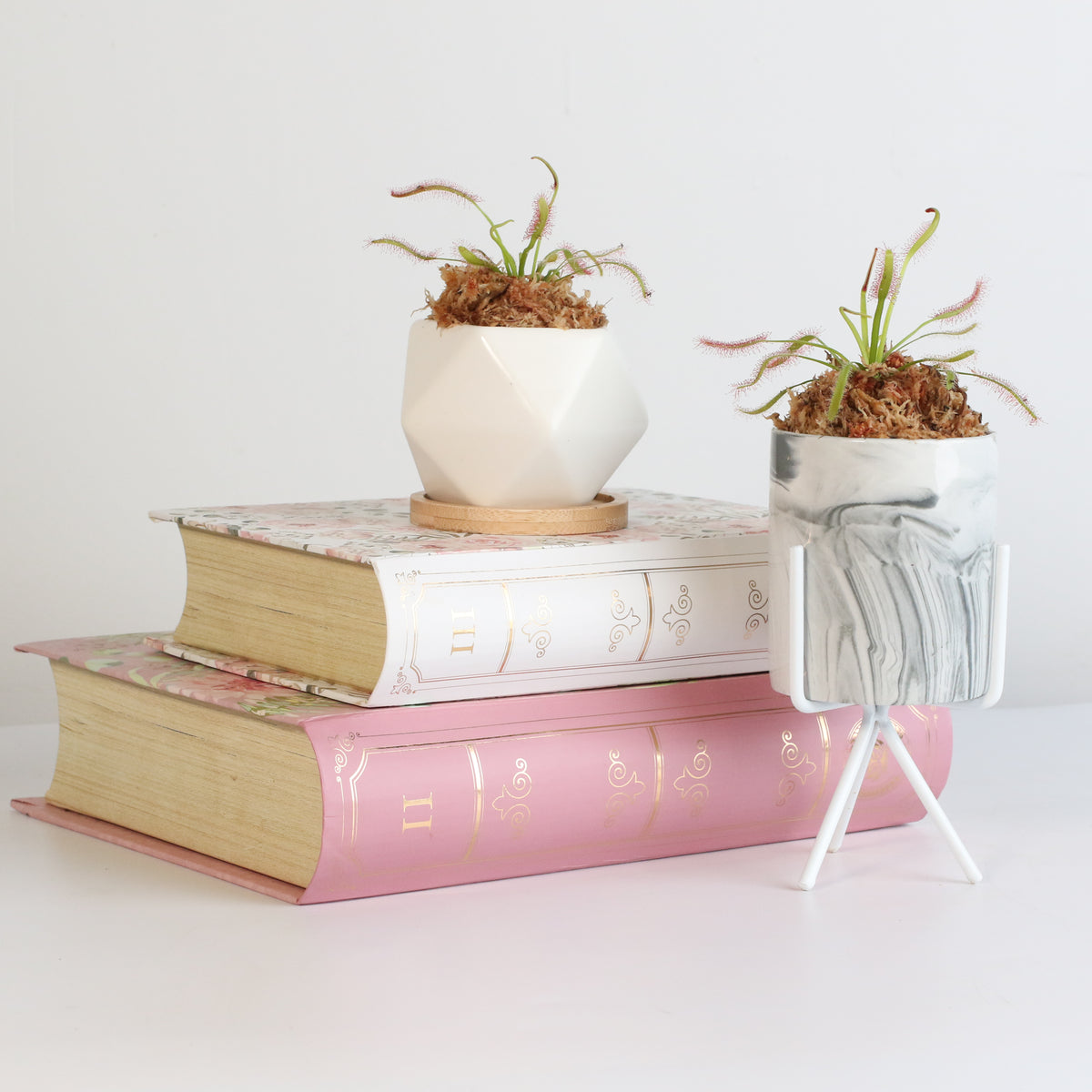 Cape Sundew Drosera Capensis Carnivorous Plant