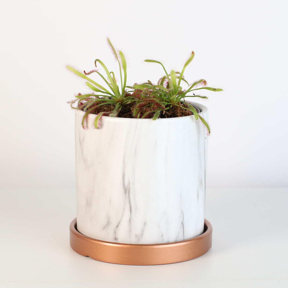 Cape Drosera Sundew in Daphne 4.5" Planer