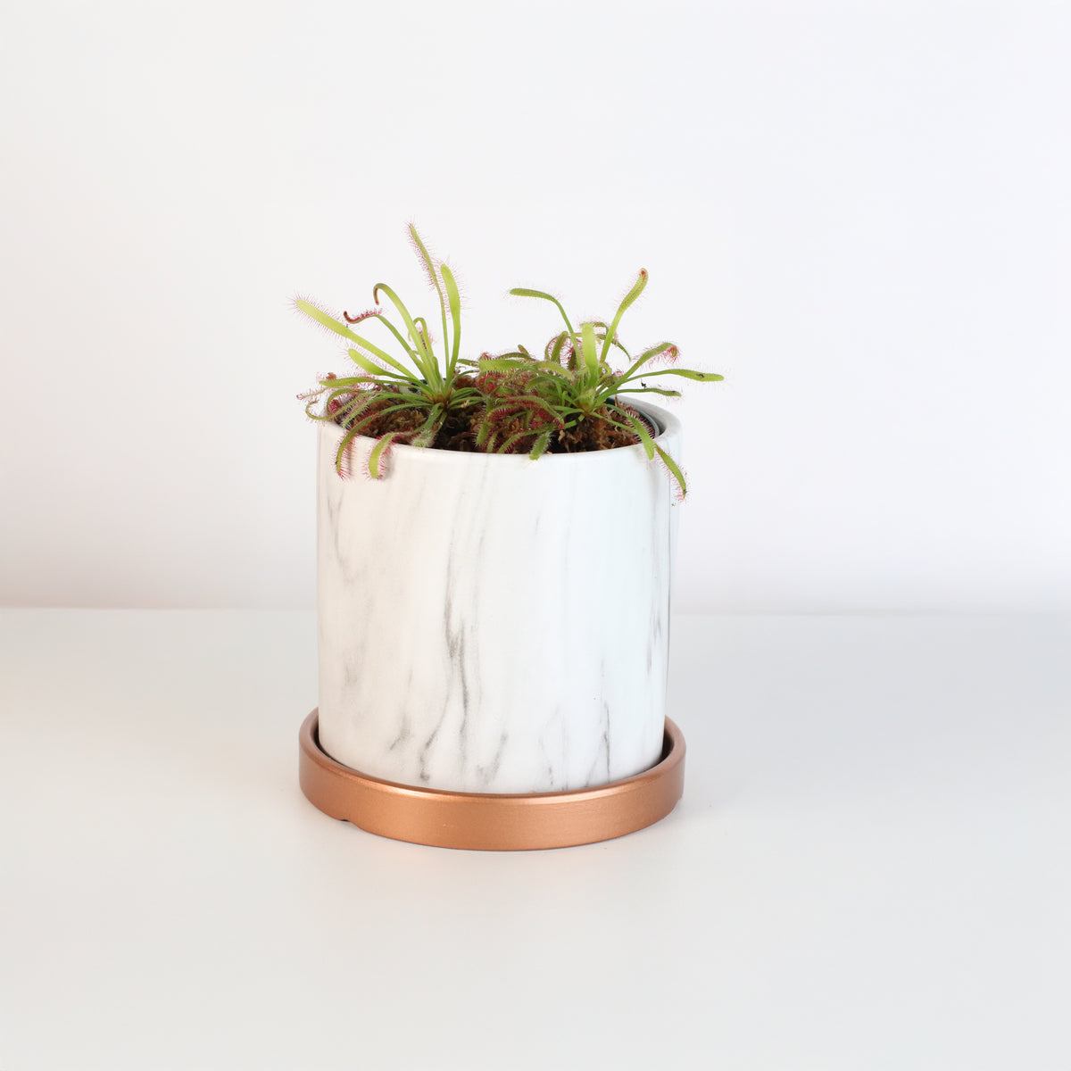 Cape Drosera Sundew in Daphne 4.5" Planer