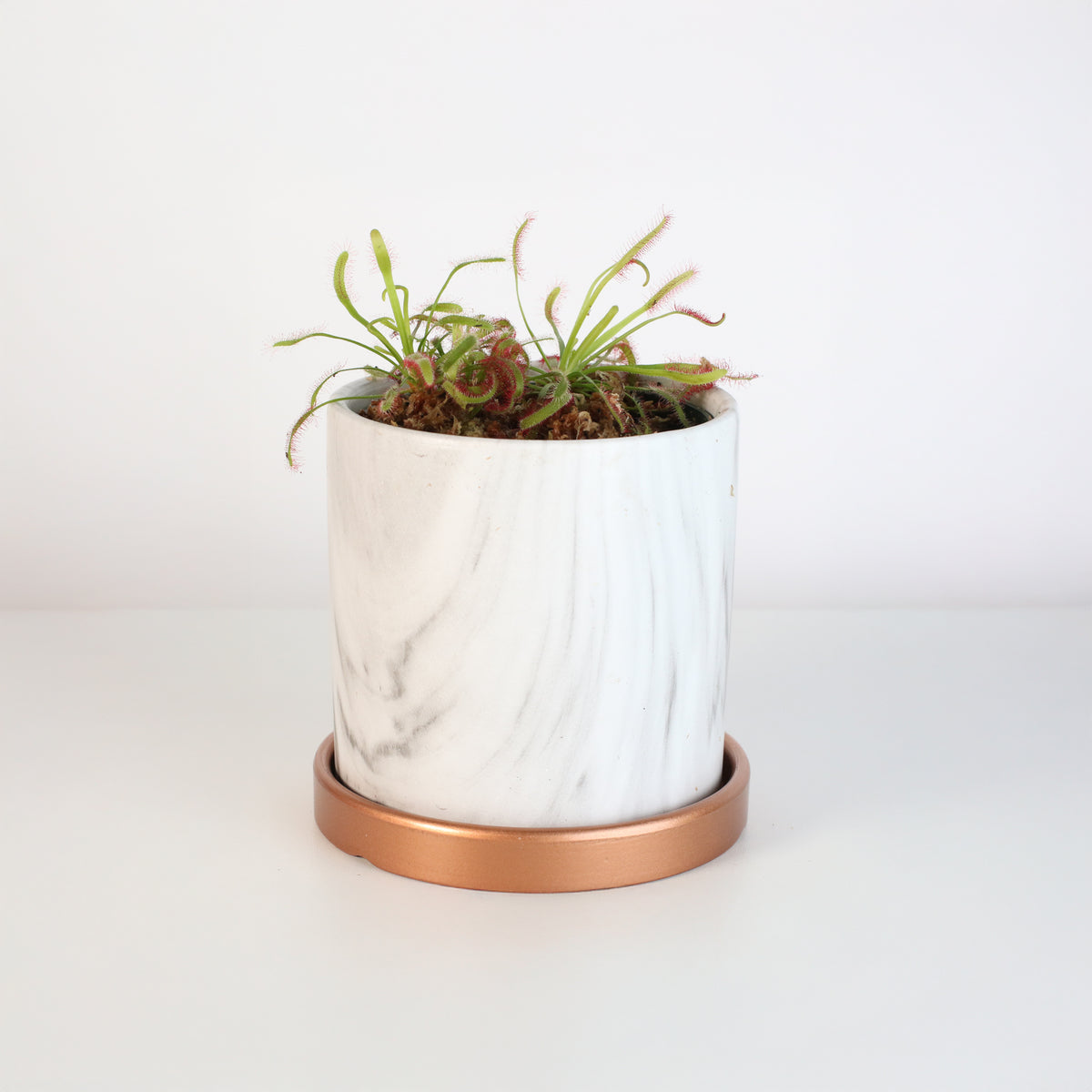 Cape Sundew Drosera Capensis Carnivorous Plant