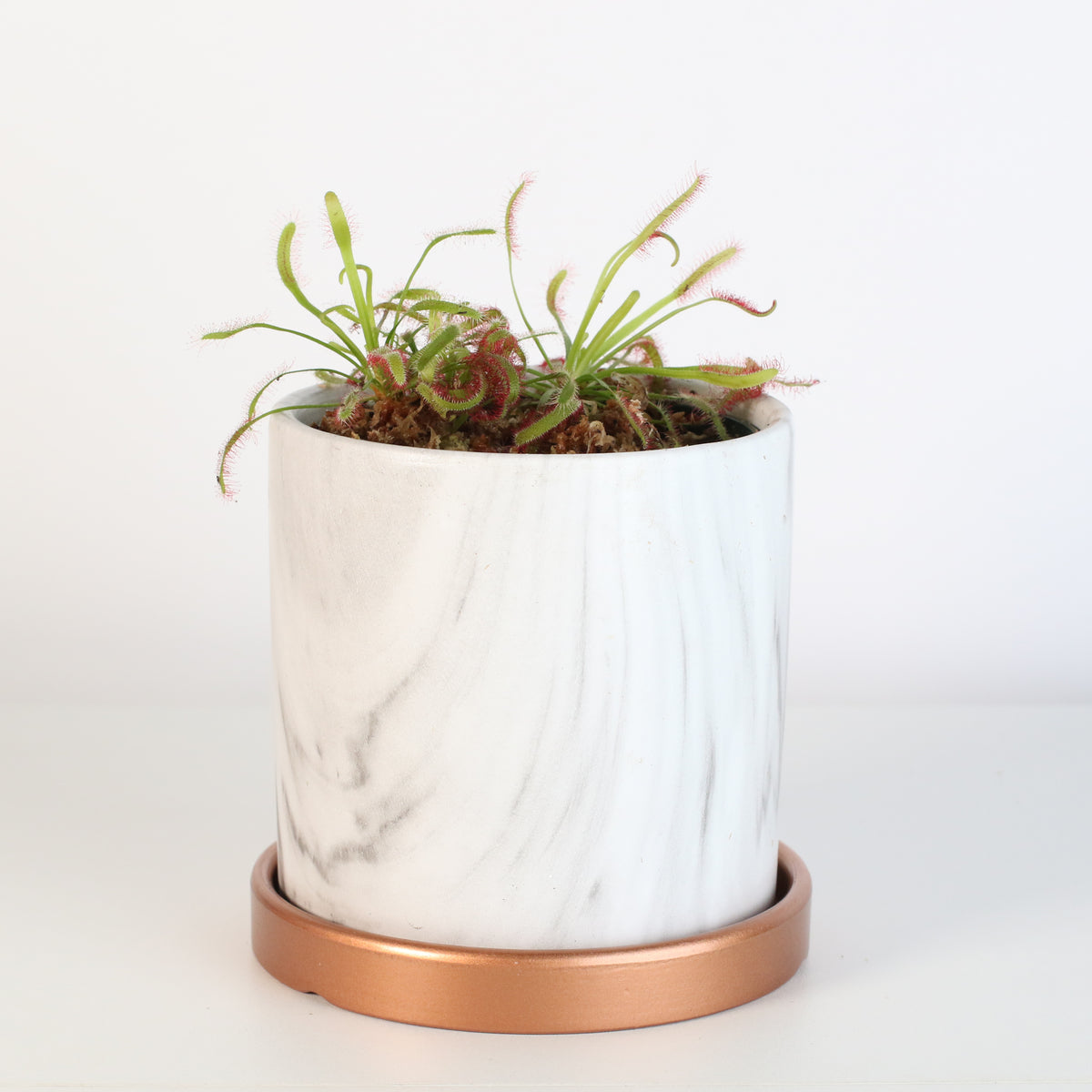 Cape Drosera Sundew in Daphne 4.5" Planer