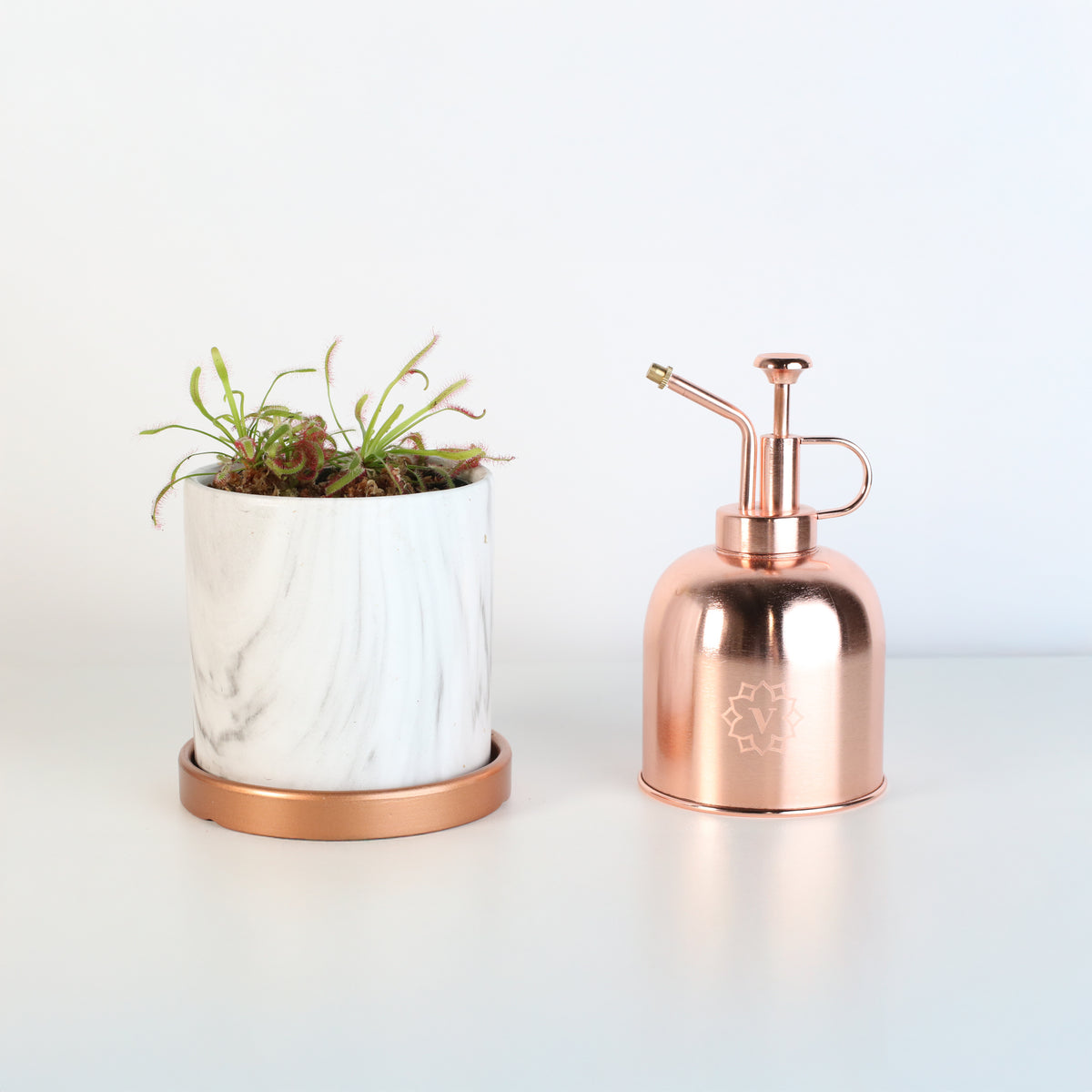 Cape Drosera Sundew in Daphne 4.5" Planer