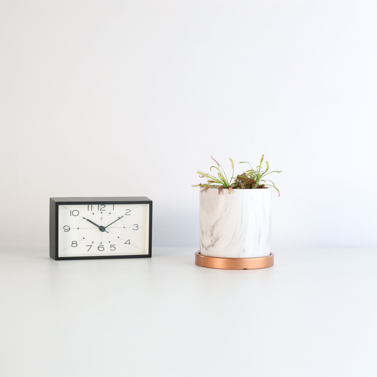 Cape Drosera Sundew in Daphne 4.5" Planer