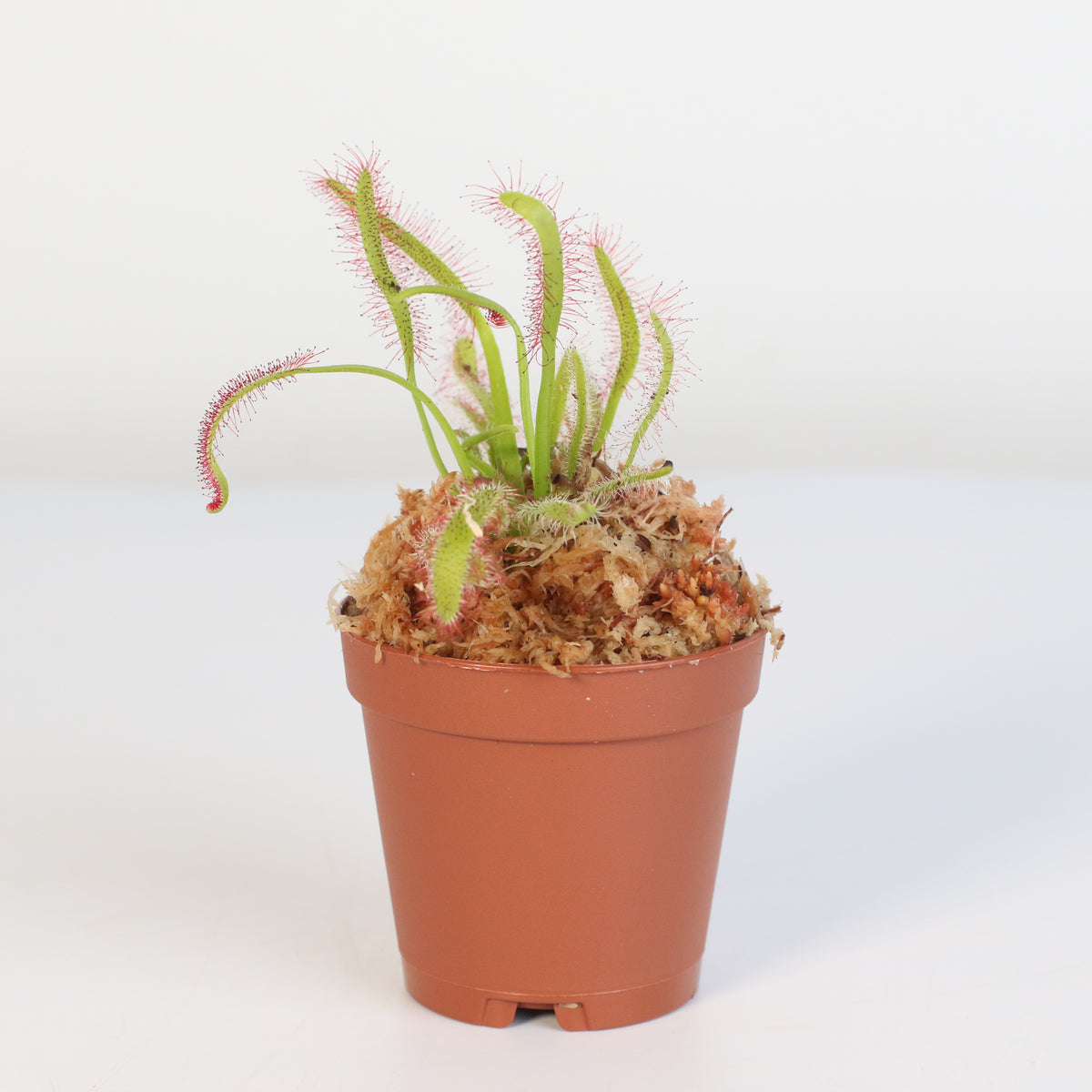 Cape Sundew Drosera Capensis Carnivorous Plant