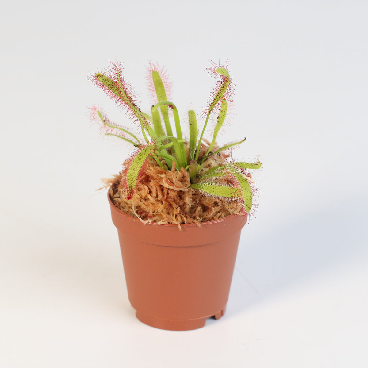 Cape Sundew Drosera Capensis Carnivorous Plant