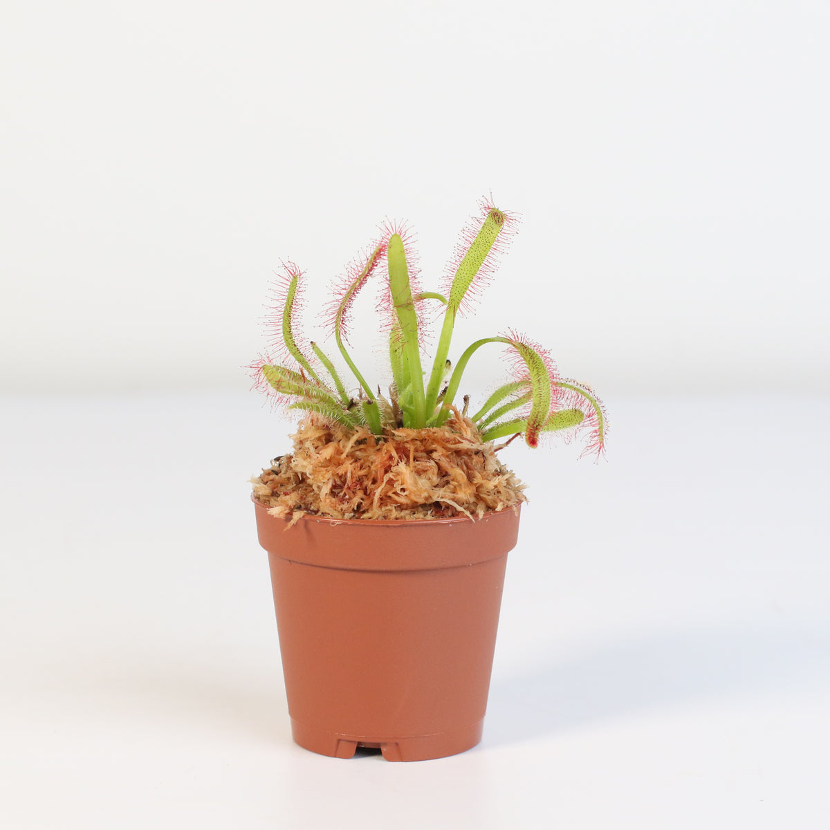 Cape Sundew Drosera Capensis Carnivorous Plant