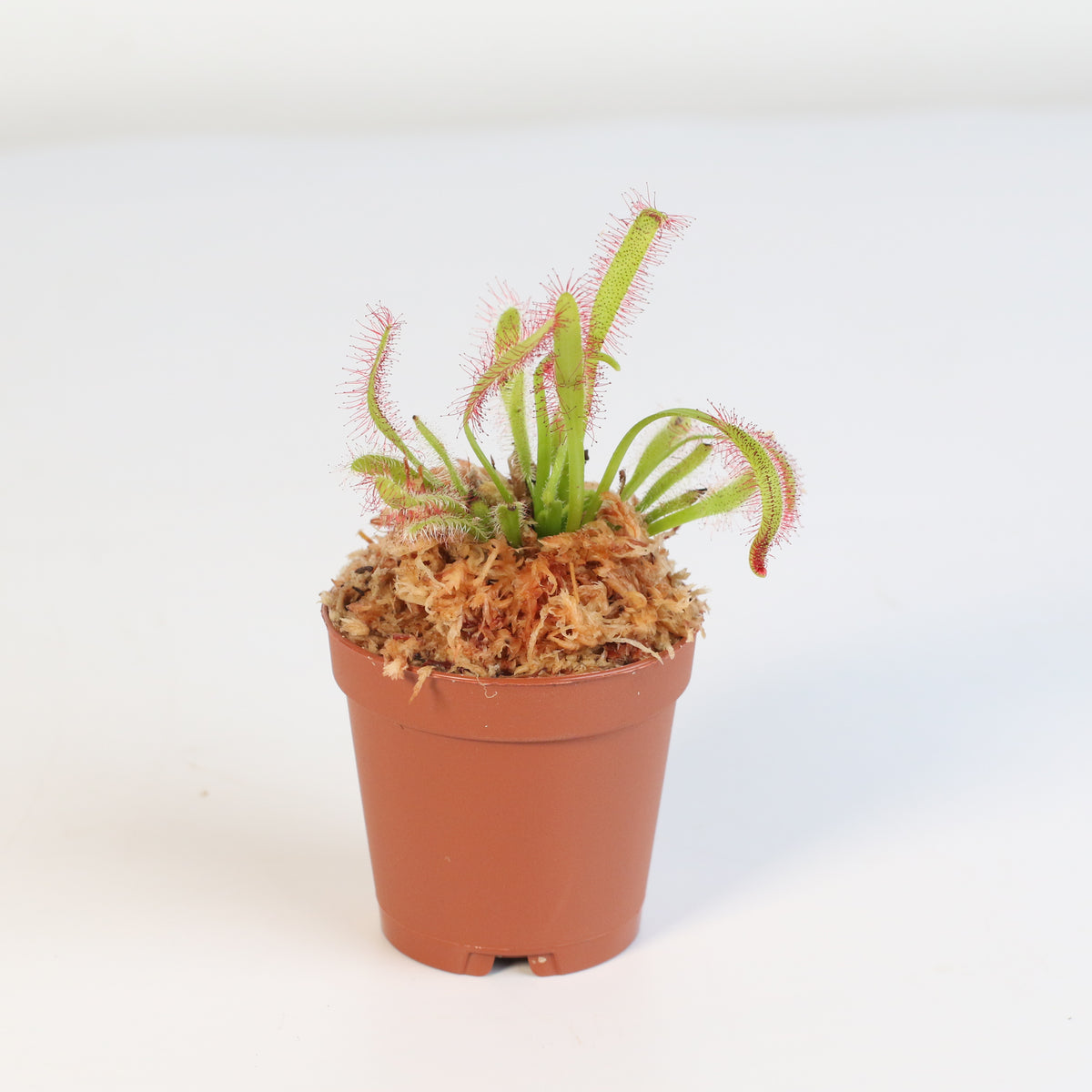 Cape Sundew Drosera Capensis Carnivorous Plant