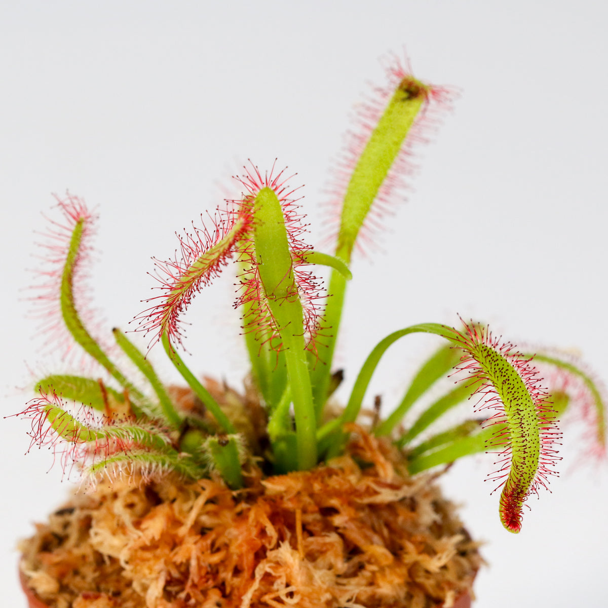 Cape Sundew Drosera Capensis Carnivorous Plant