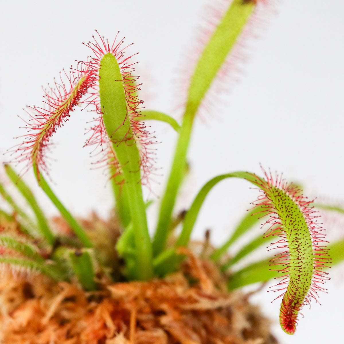 Cape Sundew Drosera Capensis Carnivorous Plant