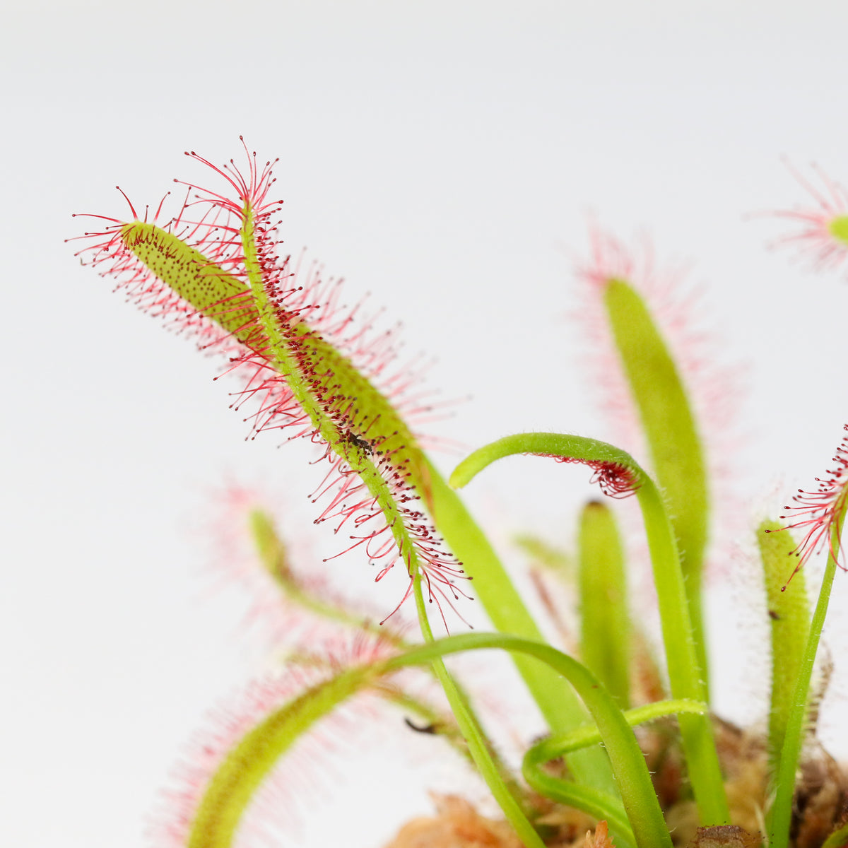 Cape Sundew Drosera Capensis Carnivorous Plant