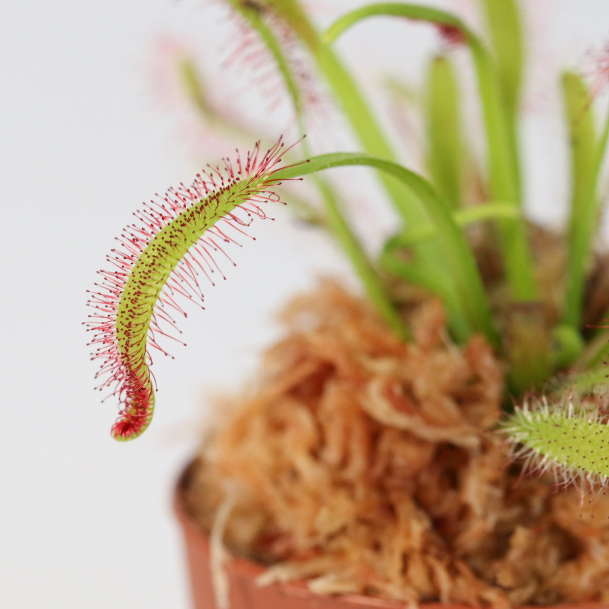 Cape Sundew Drosera Capensis Carnivorous Plant