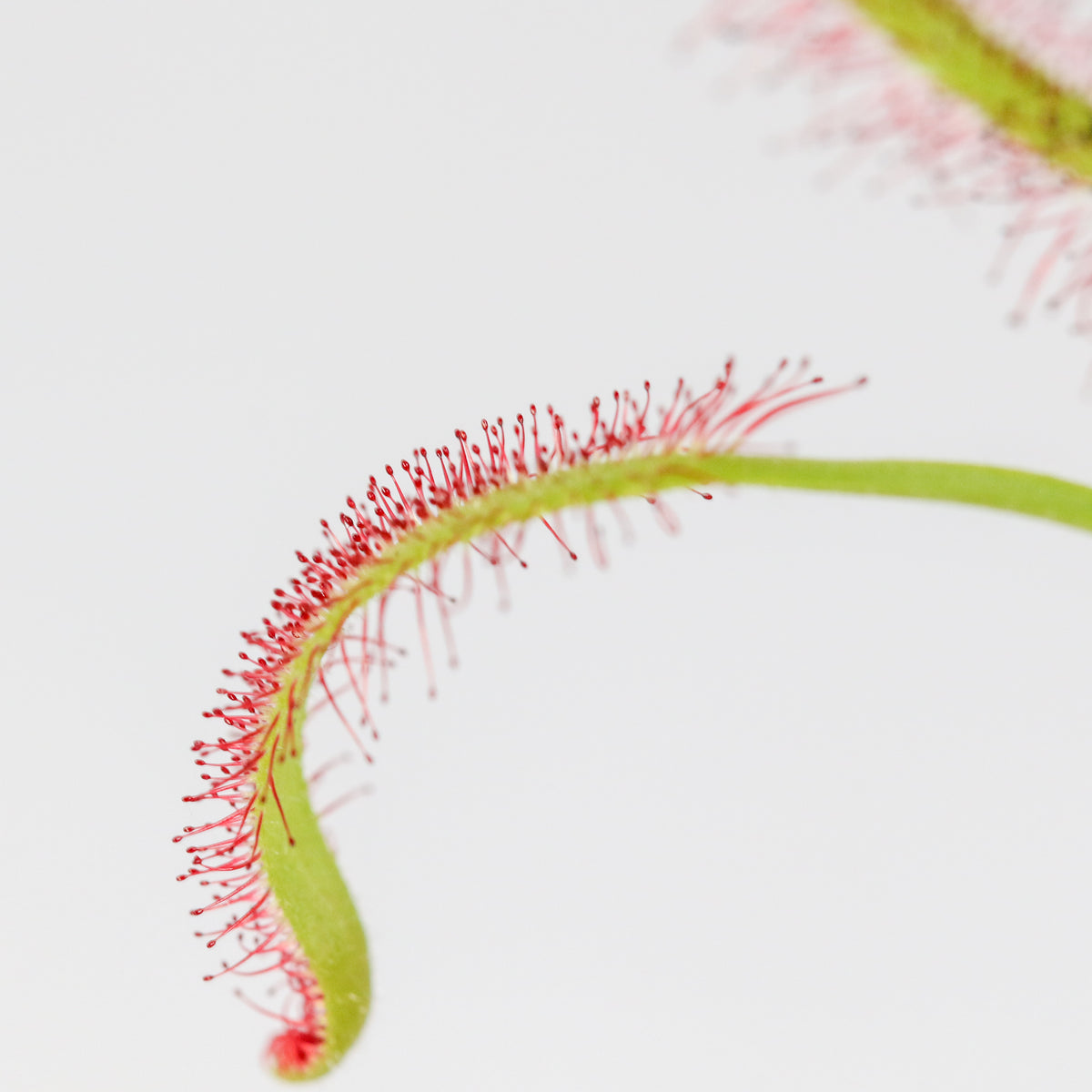 Cape Sundew Drosera Capensis Carnivorous Plant