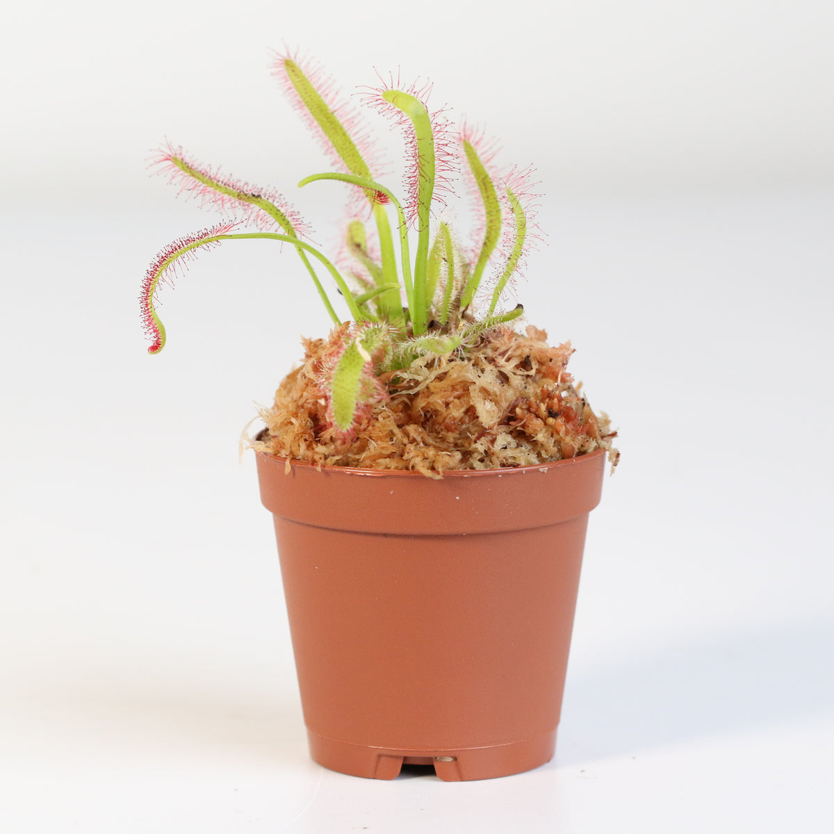 Cape Sundew Drosera Capensis Carnivorous Plant