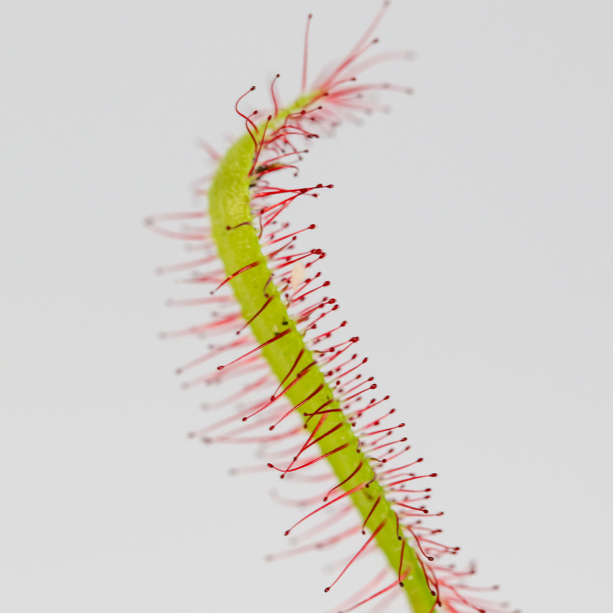 Cape Sundew Drosera Capensis Carnivorous Plant