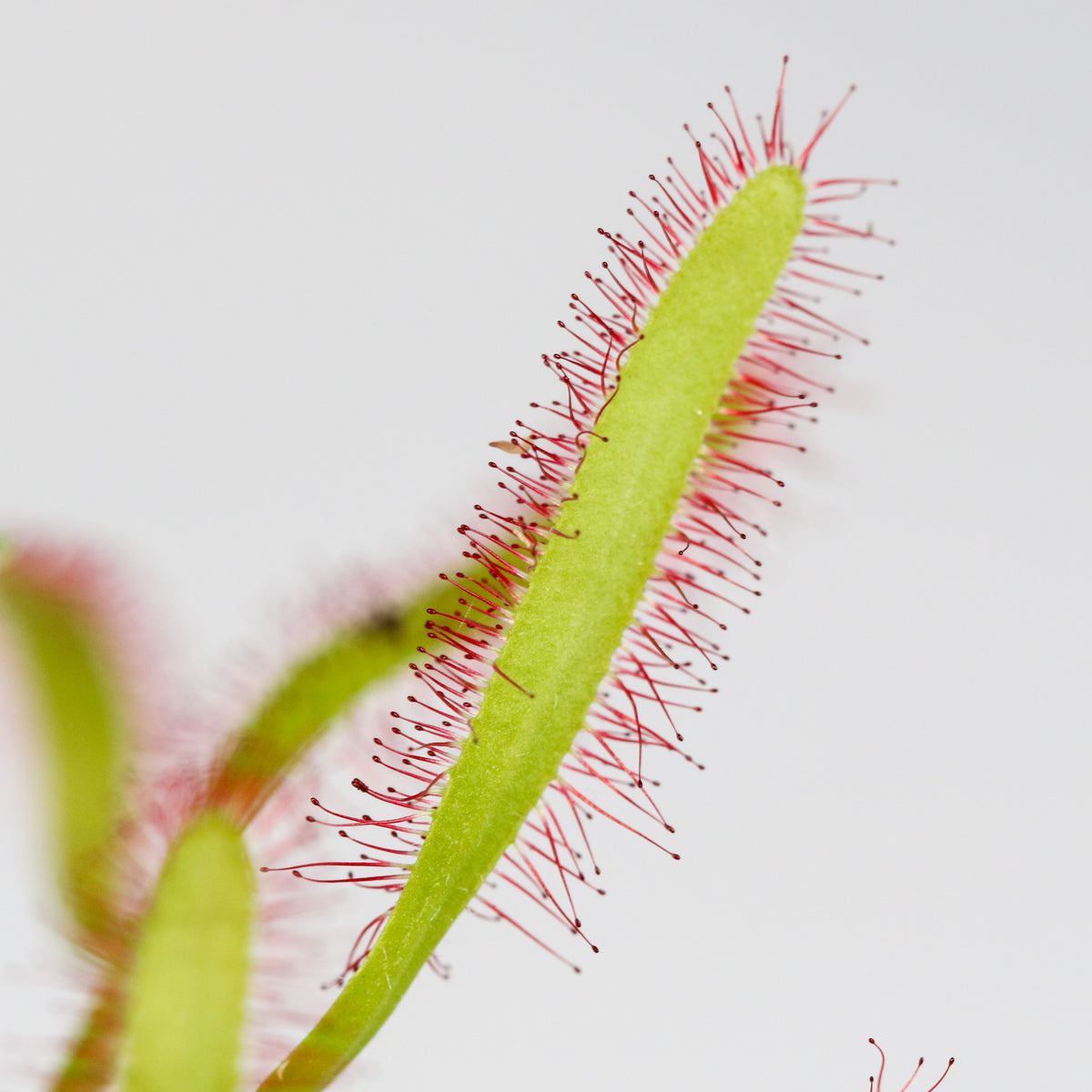 Cape Sundew Drosera Capensis Carnivorous Plant