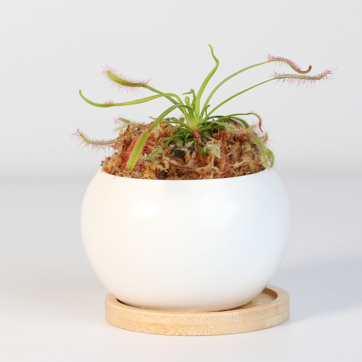 Cape Sundew Drosera Capensis Carnivorous Plant