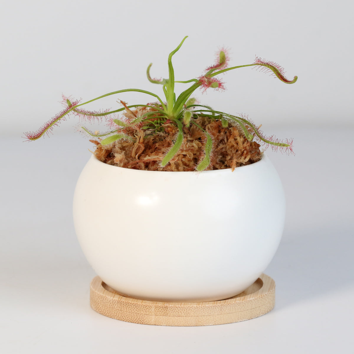 Cape Sundew Drosera Capensis Carnivorous Plant