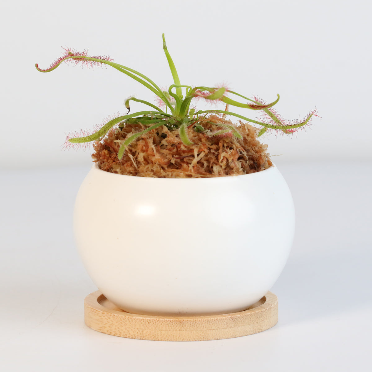 Cape Sundew Drosera Capensis Carnivorous Plant