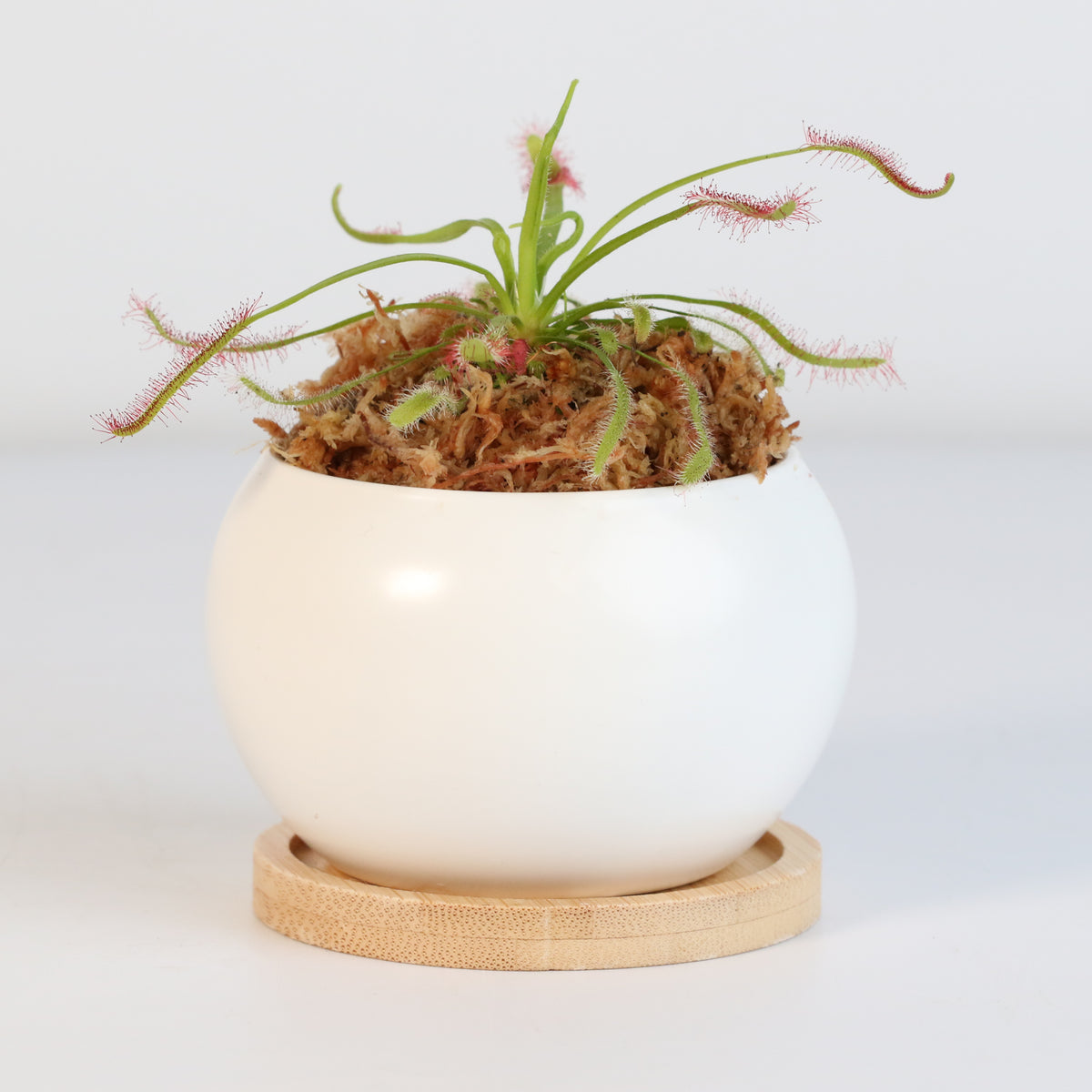 Cape Sundew Drosera Capensis Carnivorous Plant