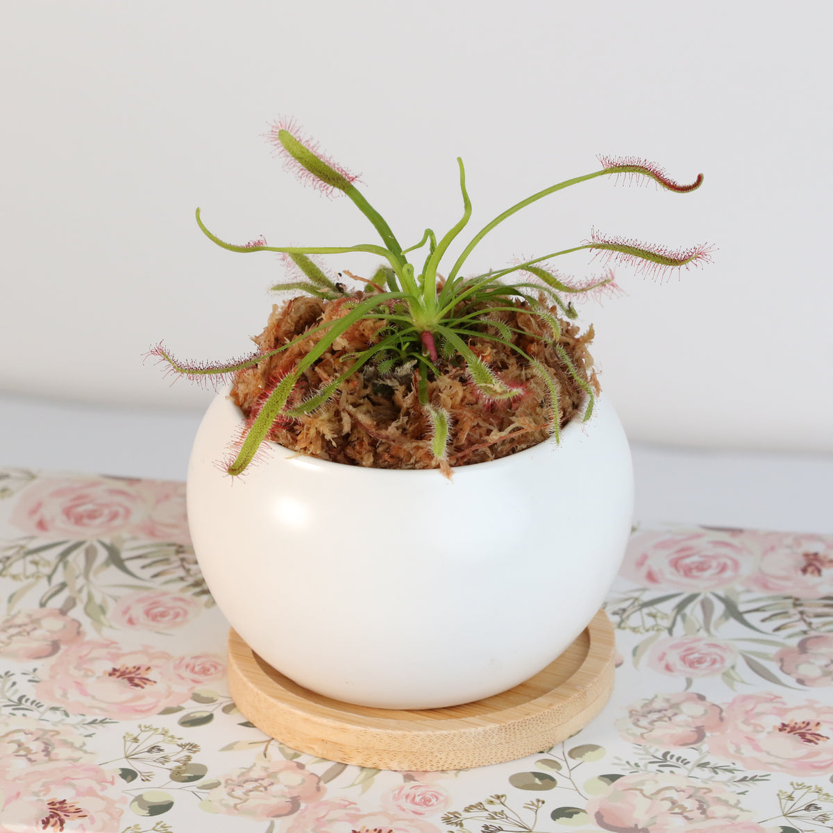 Cape Sundew Drosera Capensis Carnivorous Plant