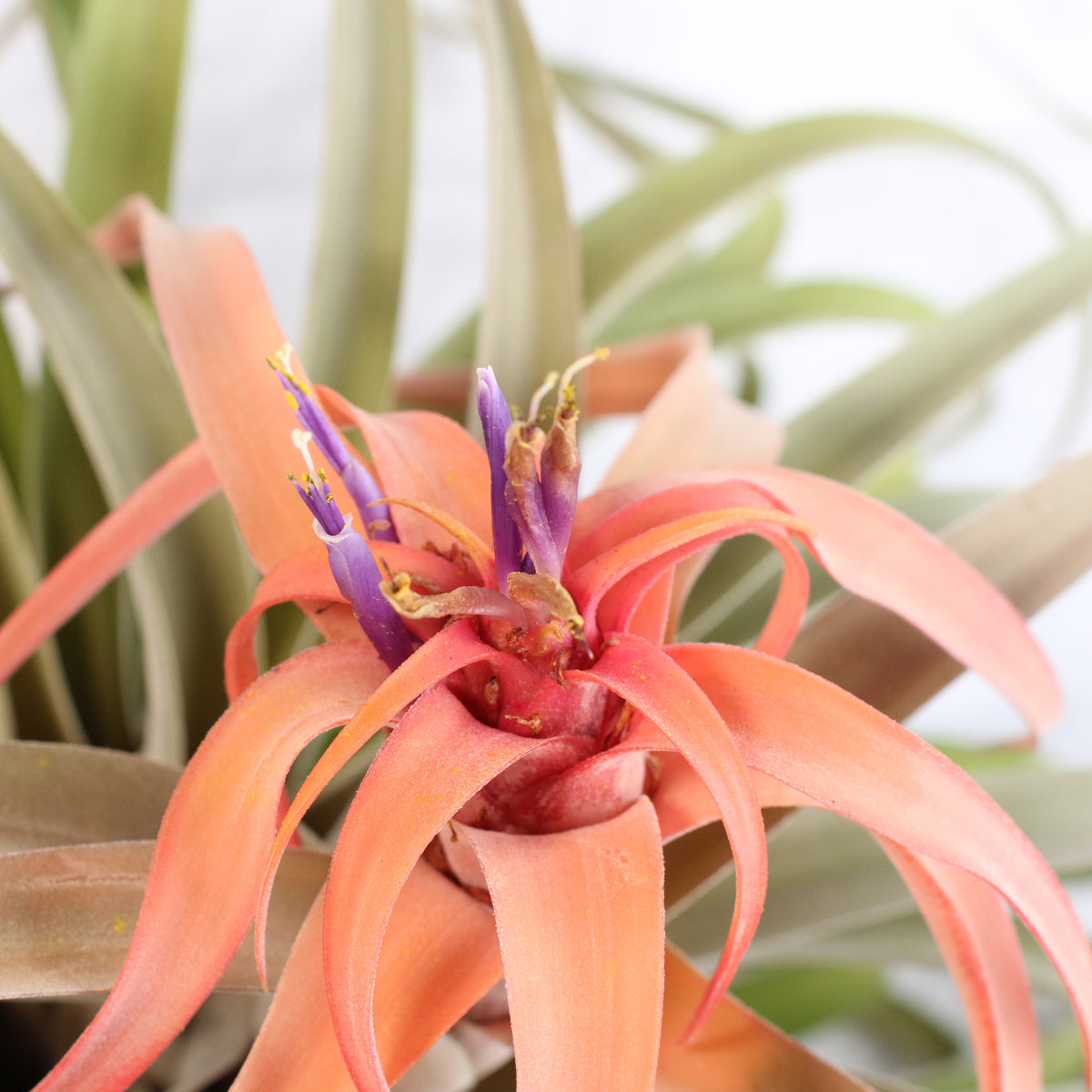 Air Plant Tillandsia Capitata Peach
