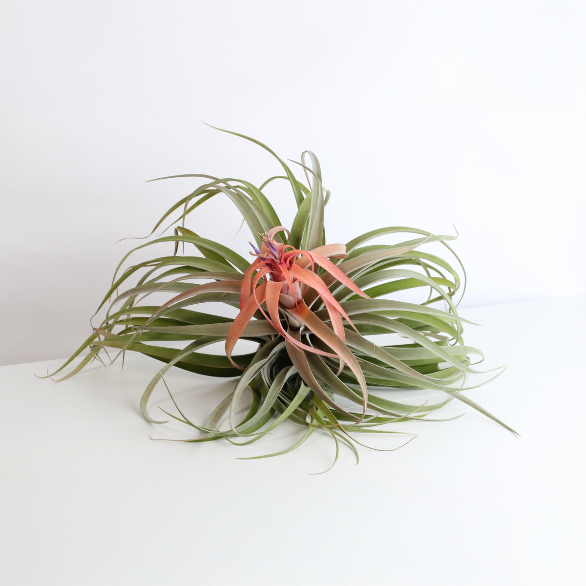 Air Plant Tillandsia Capitata Peach