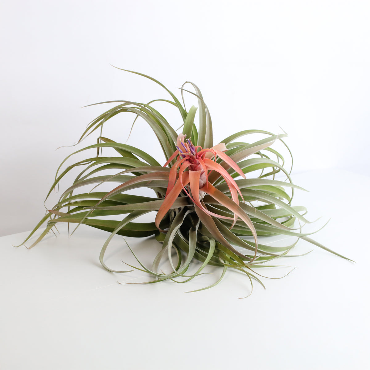 Air Plant Tillandsia Capitata Peach