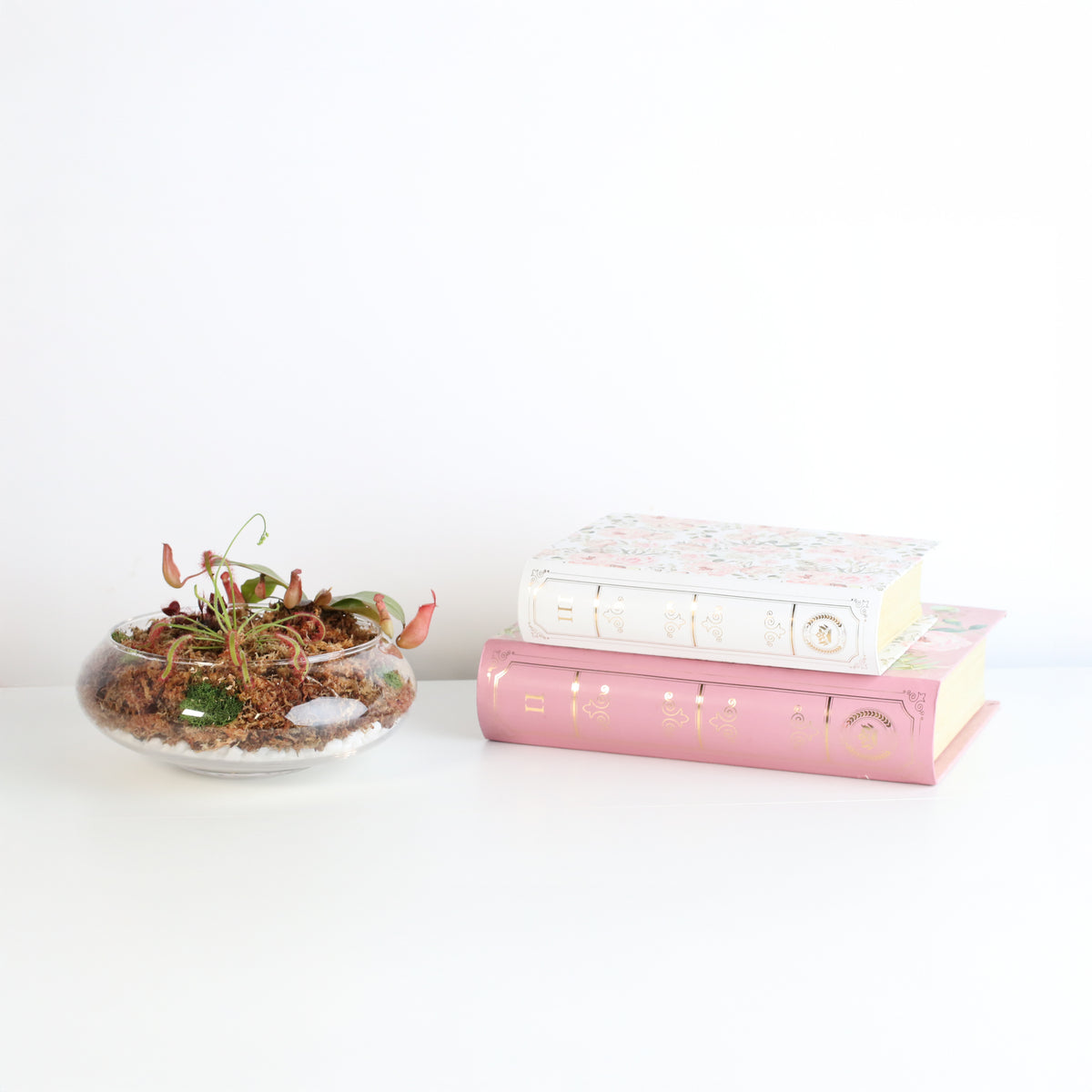 Carnivorous Bog terrarium