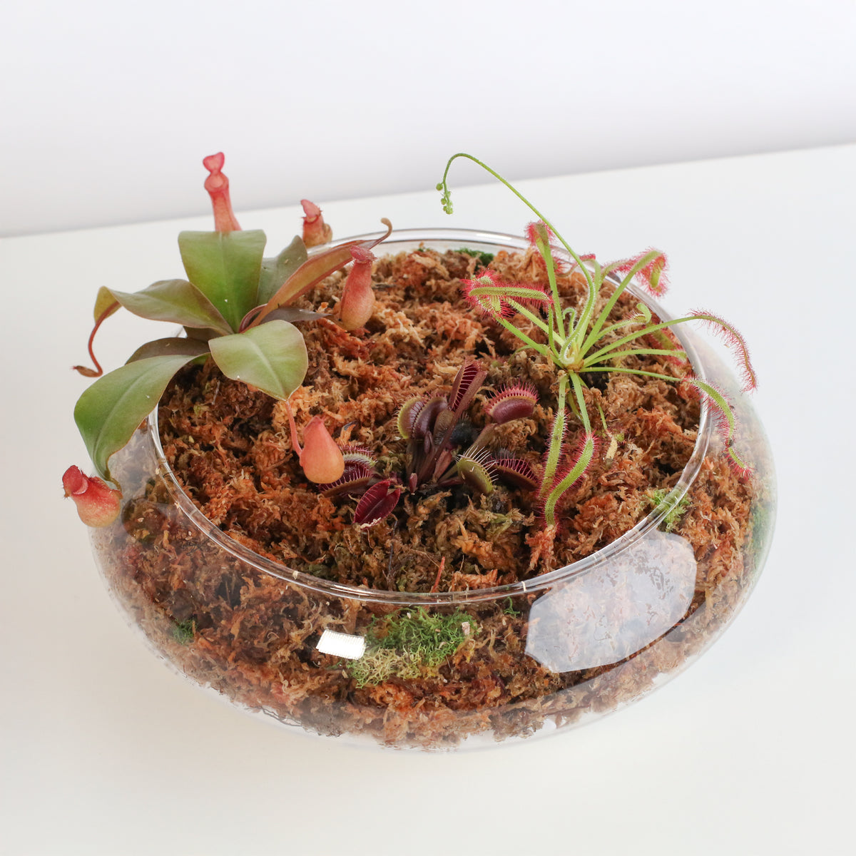 Carnivorous Bog terrarium